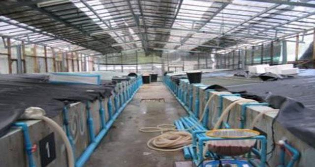 Hatchery technology: Closed intensive shrimp farming requires large quantities of