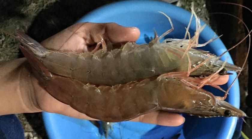 Genetic improvement program Genetic improvement shrimp have been proven a continuous increase the profitability from the improvement of ability of growth under intensive culture Using Family