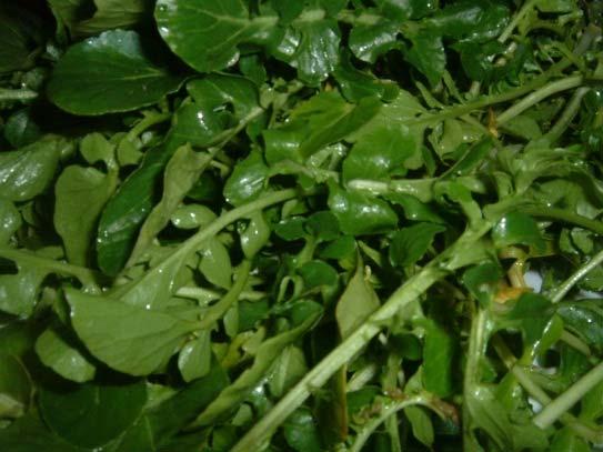 Sep Oct Nov Dec season Dry Raining Dry lettuce Sweet ivy gourd kale parsley