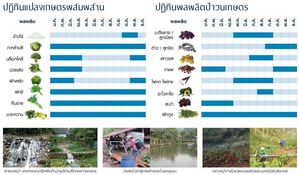 Income = Yearlong Example: Crop calendar of Limthong community
