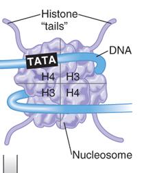 Alterations to the chromosomes determine how easily transcription factors (TFs)