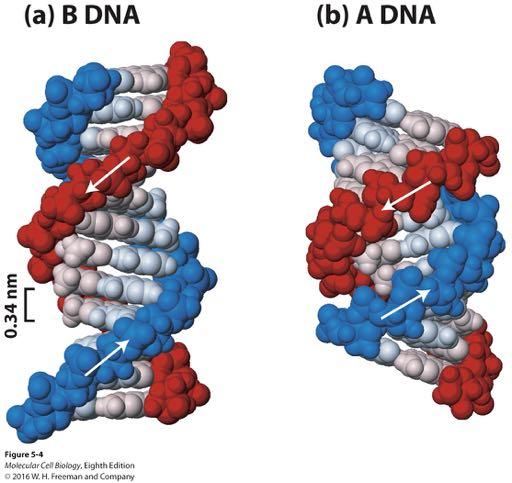 5 to 3 Comparison of A-Form and B-Form DNA. (a) B form of DNA: about 10.5 base pairs per helical turn; stacked base pairs are 0.
