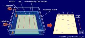How to separate the DNA by weight?