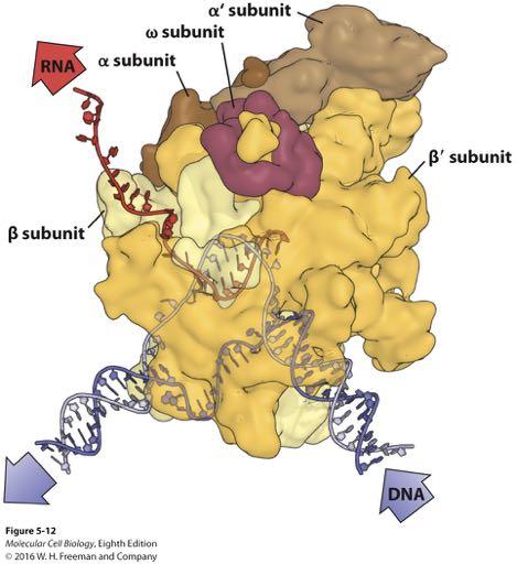 Bacterial RNA polymerase. RNA polymerases of bacteria, archaea, and eukaryotic cells are similar in structure and function.