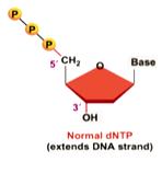 developed by Fred Sanger G H H Fred Sanger G Deoxy G PPi (pyrophosphate) Dideoxy G The absence of the 3 -OH group in a di-deoxy nucleotide prevents