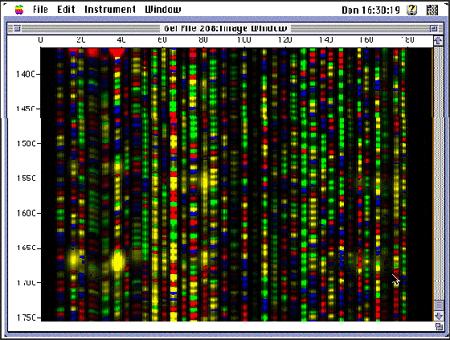 Fluorescently-labelled dideoxynucleotides made sequencing more efficient The site to which the primer anneals defines the start point Use a