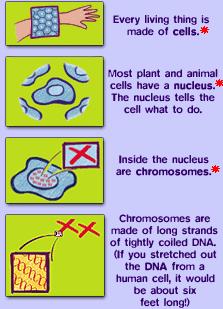 DNA Deoxyribonucleic acid Every living thing has DNA That means that you