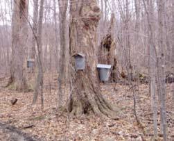 Maple Facts It takes approximately 44 gallons of sap to make one gallon of maple syrup. Sap Flow and Syrup Production Sap flow from sugar maples is temperature dependent.