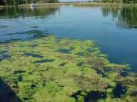 Freshwater algae fall into two main groups: Blue green and Green Algae can be animated --they can move and shake Algae can be