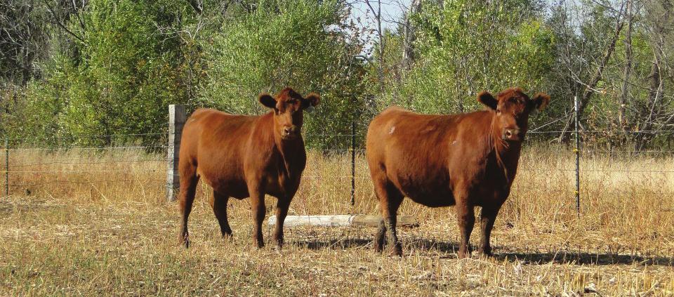 to breed and sell as bred heifers. So we went to looking and purchased the heifers from Sand Willow Red Angus from Waubay, SD, George Schaeffer from Selfridge, ND and the Metzinger Ranch from Ft.