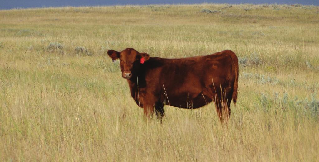 Open Replacement Heifers Dean Tarter Camp Crook, SD 605-797-4487 60 heifers with yellow tags Lee Hofland Reeder, ND 701-290-7114 20 heifers with white tags Tracy Collins Prairie City, SD 605-490-8772