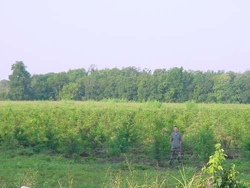 Because of the limited demand for hardwood seed, the decision was made that the state agencies would cooperate in the development of seed orchards.