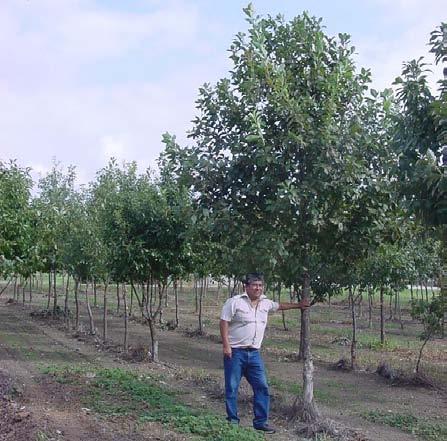 Their sycamore orchard is producing a surplus of seed and has been put on a reduced management regime.