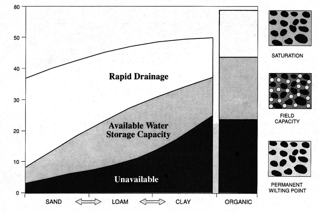 wilting point. In contrast, much of the water-holding capacity of sands is above field capacity. Bulk density affects the pore space available to hold water.