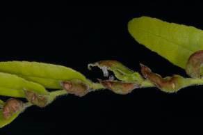 Jurc) Slika 5: Masleničina zavrtalka (Ophiomyia kwansonis Sasakawa, 1961) je bila oktobra 2011 najdena v