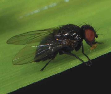 muha Trichopoda pennipes (Fabricius, 1781) (Diptera: Tachinidae), ki je naravni sovražnik Nezara viridula