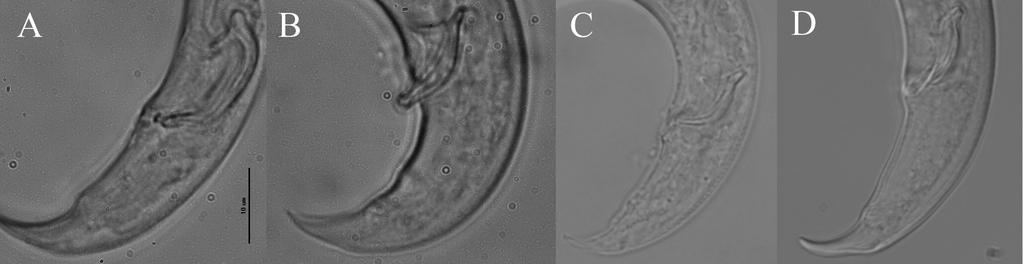 Slika 1: Repi samcev ogorčic rodu Bursaphelenchus, ki se pojavljajo v Sloveniji. A: B. mucronatus, B: B. hofmanni, C: B. pinasteri, D: B. sexdentati, merilna črta = 10µm.