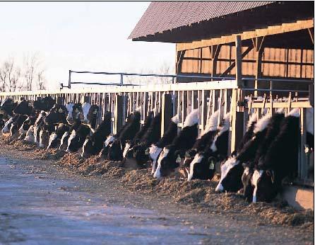 Livestock Economic Importance Livestock provide jobs in the community Farming Processing
