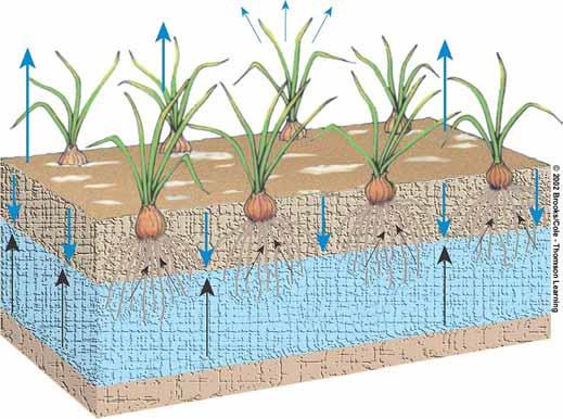 Salinização e saturação do solo com água Evaporation Evaporation Transpiration Evaporation