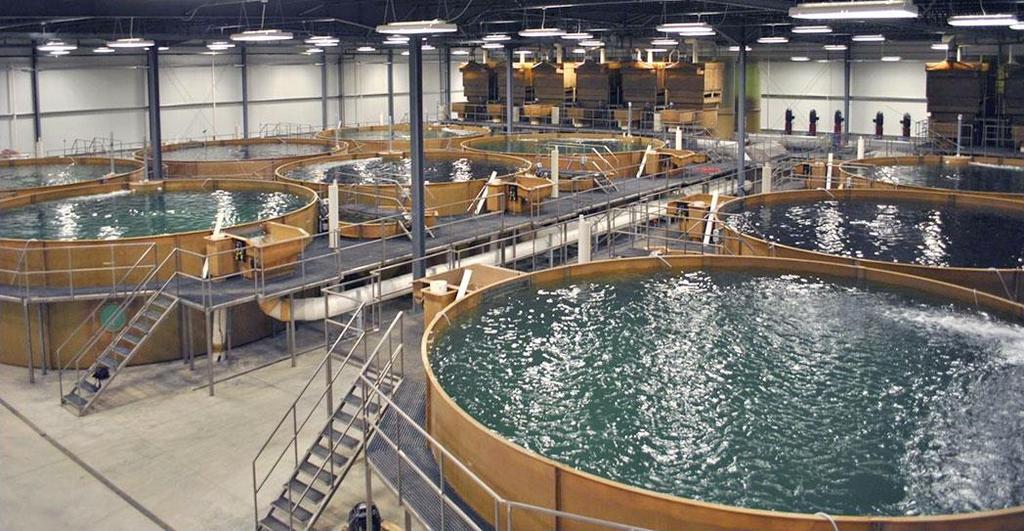 Aquaculture Fish farming fish are raised and harvested in enclosed ponds Fish
