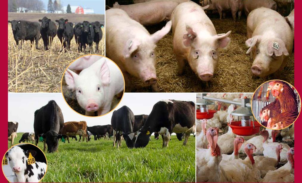 Livestock & their Products Chickens, pigs,