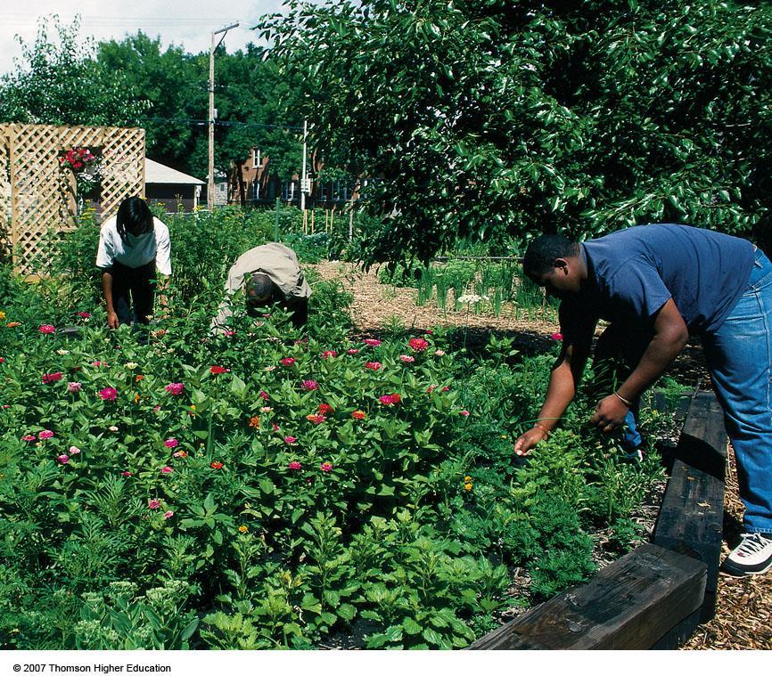 SOLUTIONS: MOVING TOWARD GLOBAL FOOD SECURITY People in urban areas could save money by growing more of their food.