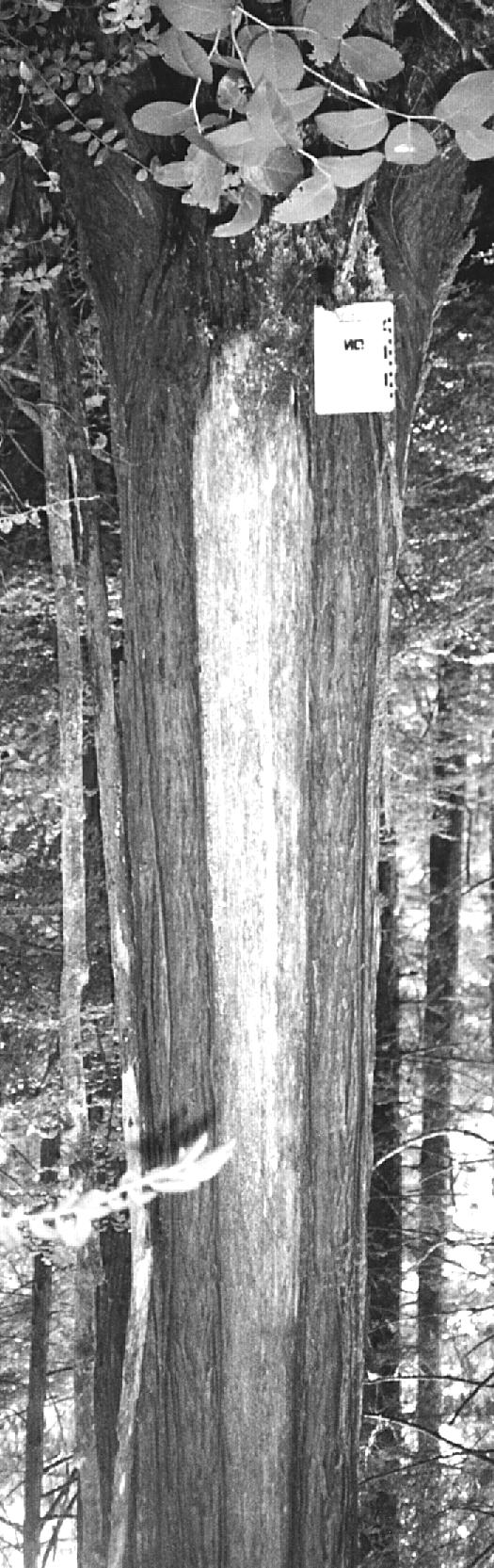 Two small bark-stripped cedars with tapered bark-strip scar: on