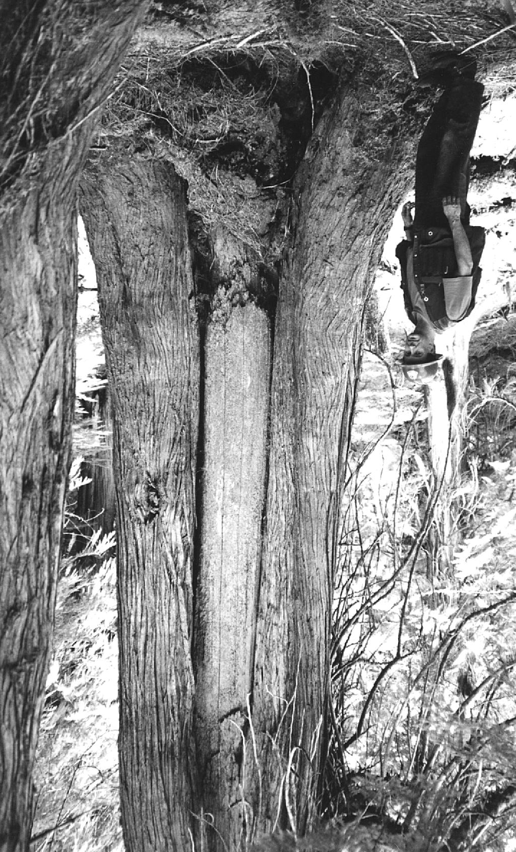 Bark-stripped western redcedar with large rectangular bark-strip scar.