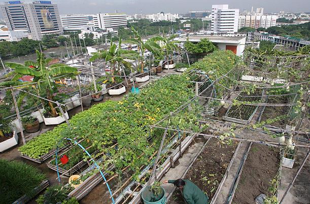 Urban Agriculture & Food Security