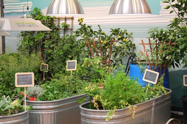 Jamie Oliver s Kitchen Gardening Project Kitchen gardens in