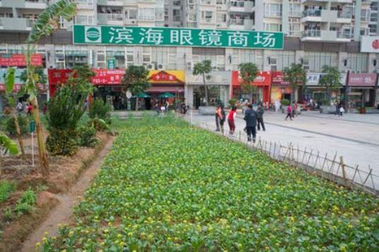 Shenzhen, China Perishable vegetables are culovated in the city, grains and hardy