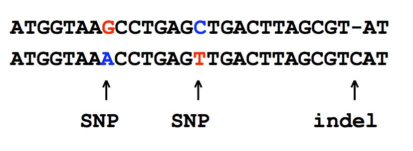 Single nucleotide polymorphism (SNP) A SNP is defined as a single base change in a DNA sequence that occurs in a