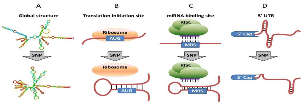 Structural effect caused by exonic SNPs A. Exonic SNPs that cause substantial change in mrna global structure and stability. B.