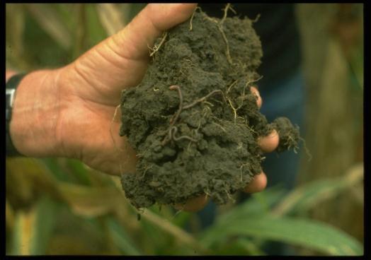 Soil Humus is paramount for sustainable nutrient management Nutrient storage capability -> measured as Cation Exchange Capacity (CEC).