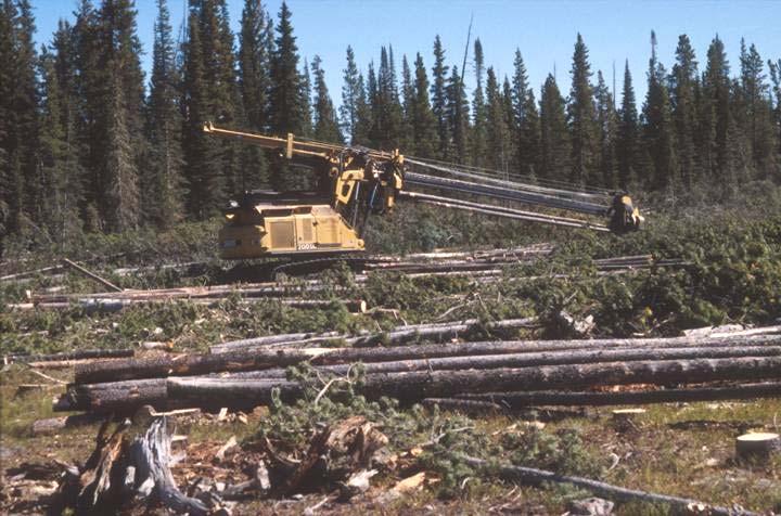What is the impact of logging a disturbance of succession on the nutrient cycle, sediment movement & hydrologic cycle?