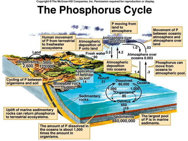 Phosphorus Cycle Global phosphorus cycle does not include substantial atmospheric pool Largest quantities found in mineral deposits and marine
