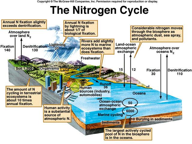 Carbon Cycle Moves between organisms and