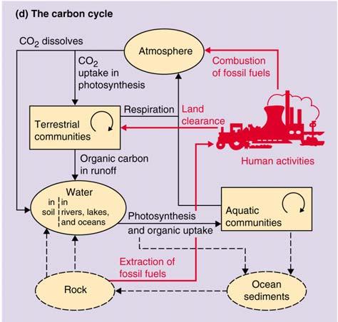 respiration In aquatic ecosystems, CO 2 must first