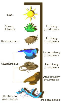 it is called primary production. Herbivores obtain their energy by consuming plants or plant products, carnivores eat herbivores, and detritivores consume the droppings and carcasses of us all.