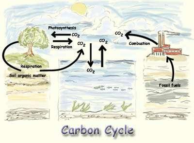 DEFINITION The cycling of carbon through the