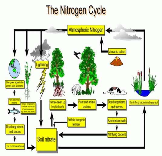DEFINITION: The movement of nitrogen through the