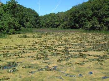 O2 Not prone to ALGAL BLOOMS EUTROPHIC LAKE HIGH levels of nitrates and phosphates HIGH