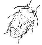 Stink Bugs acephate (OP) Orthene 90S beta-cyfluthrin (P) Baythroid XL 1EC bifenthrin (P) Brigade 2EC Discipline 2EC esfenvalerate (P) Asana XL 0.66EC gamma-cyhalothrin (P) Prolex 1.25EC Declare 1.