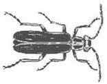 Blister Beetles beta-cyfluthrin (P) Baythroid XL 1EC carbaryl (C) Sevin XLR 4L Sevin 4F gamma-cyhalothrin (P) Prolex 1.25EC lambda-cyhalothrin (P) Karate Z 2.