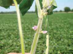 Guide to Soybean Growth Stages