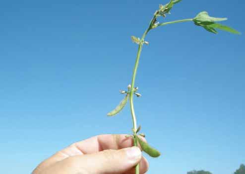 How To Determine Soybean Growth Stage Concentrate on the youngest (upper) four nodes to determine soybean growth stage.