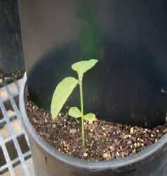 Soybean Growth