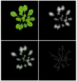 LSC 2014 Segmentation based on 3Dhistograms Leaf detection by calculation leaf center points using EDM