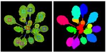 and Christian Klukas: 3-D histogrambased segmentation and leaf detection for rosette plants.