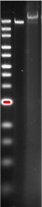 Bases (Kb) 48.5 20 15 10 8 6 5 4 3 2 1.5 1 0.5 (i) (ii) (iii) Supplementary Figure 6. Gel electrophoresis image for the unmodified and aptamer modified DNA carrier.